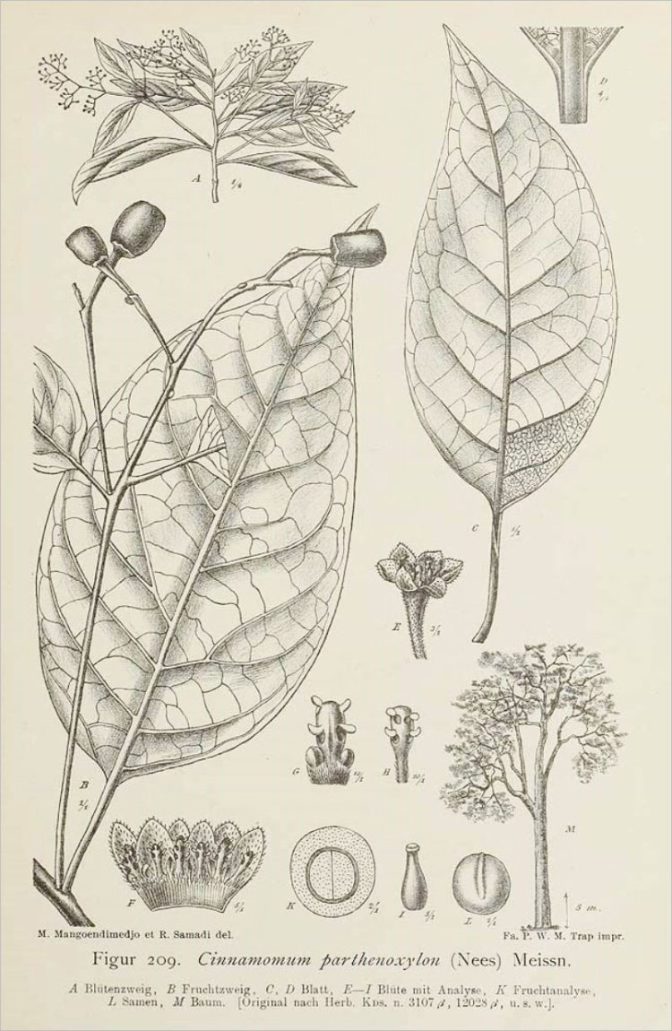 Xá xị, vù hương, rè hương, cô châu, canh châu, bois de vierge (Cinnamomum parthenoxylon Meissn, Sassafras parthenoxylon Meissn))