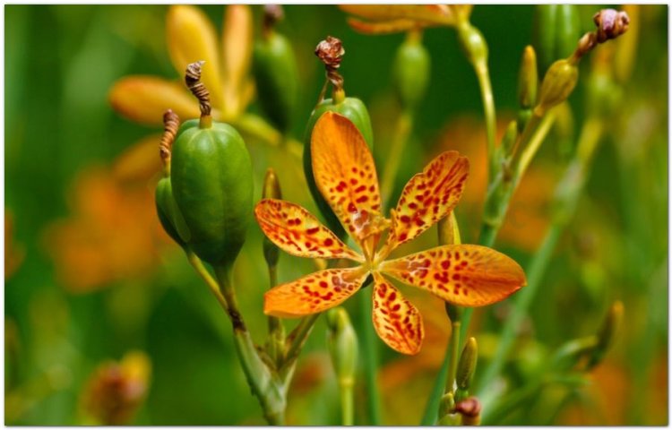 Xạ can, cây rẻ quạt, la cho (Belamcanda sinensis (L) DC. (Pardanthus sinensis Ker., Ixia sinensis Murr.))