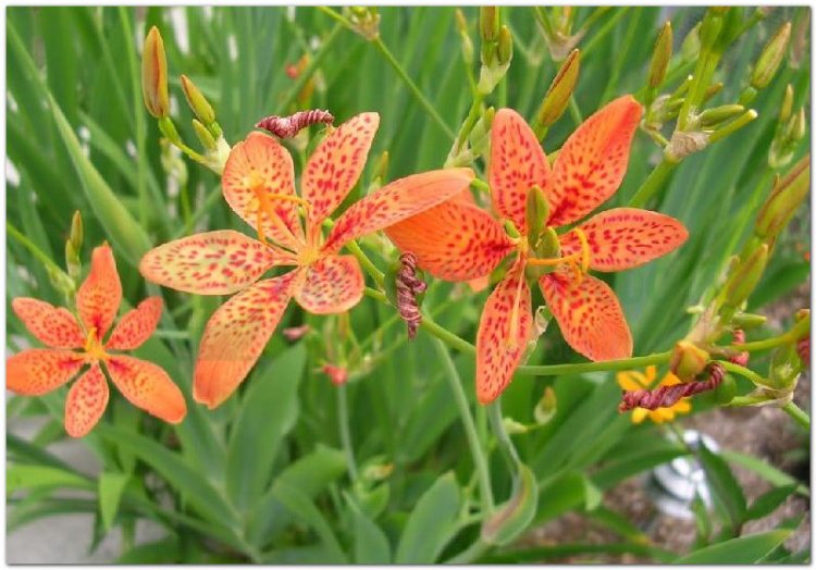 Xạ can, cây rẻ quạt, la cho (Belamcanda sinensis (L) DC. (Pardanthus sinensis Ker., Ixia sinensis Murr.))