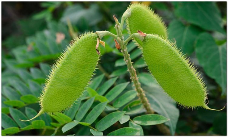 Vuốt hùm, móc mèo, móc diều, trần sa lực, nam đà căn (Caesalpinia minax Hance)