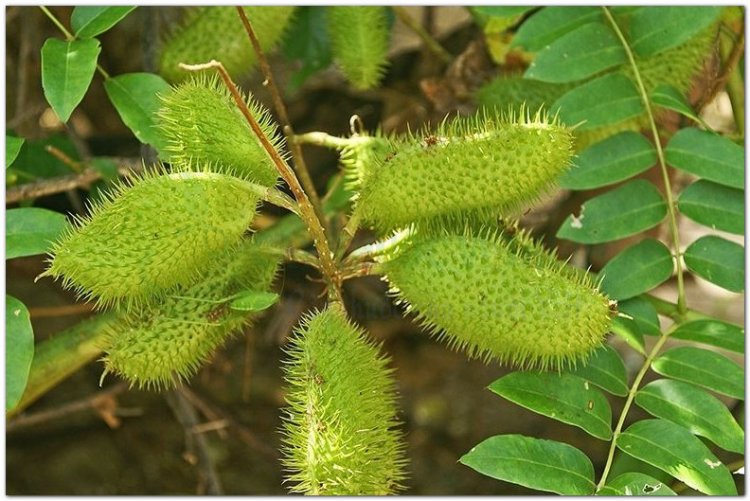 Móc mèo núi, vuốt hùm, bonduc, cniquier, pois-quenique, yeux de chat (Caesalpinia bonducella Flem)