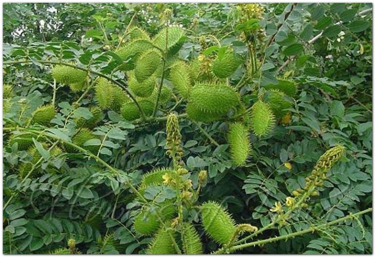 Móc mèo núi, vuốt hùm, bonduc, cniquier, pois-quenique, yeux de chat (Caesalpinia bonducella Flem)