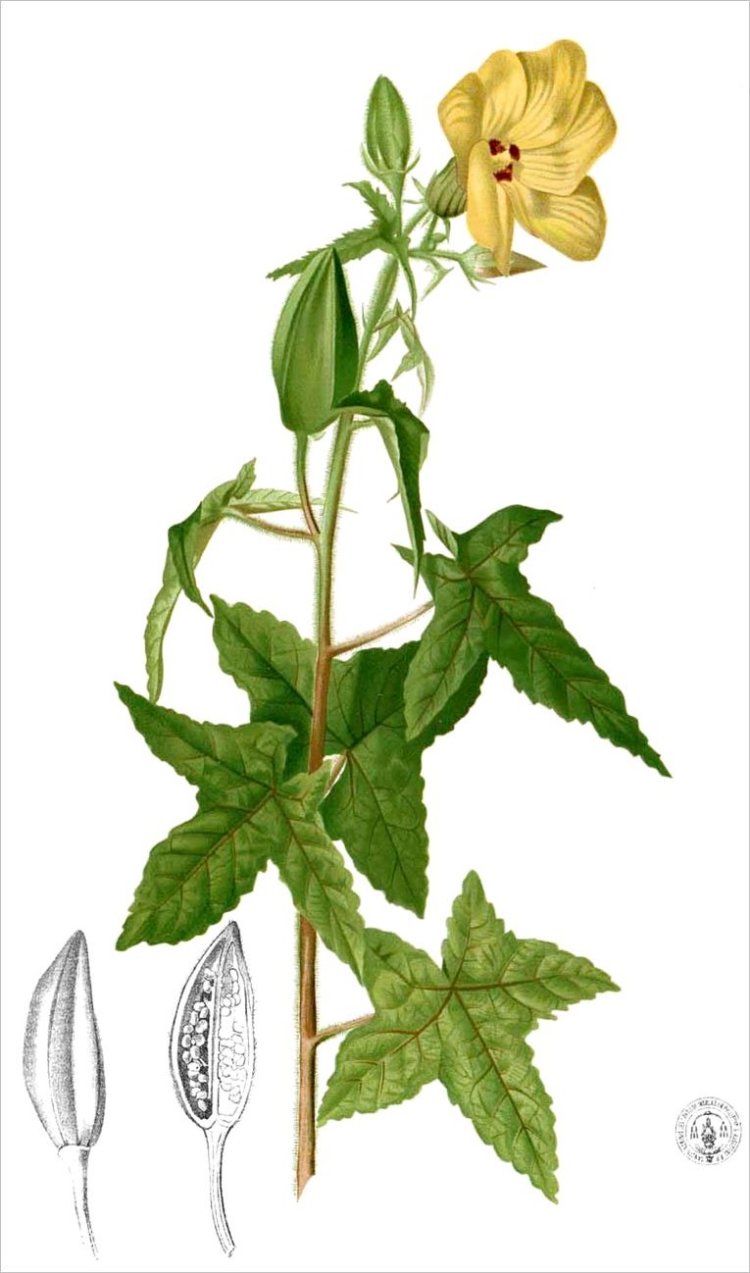 Vông vang, bông vang, ambrette, ketmie musquée (Hibiscus abelmoschus L (Abelmoschus moschatus Moench))