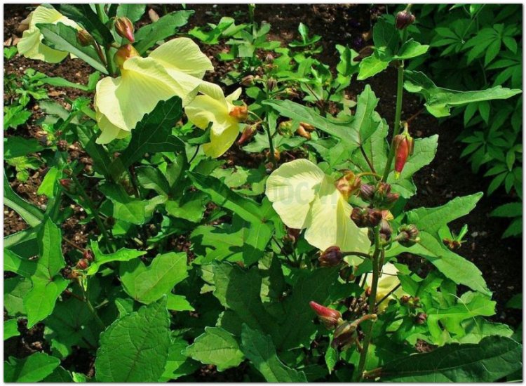 Vông vang, bông vang, ambrette, ketmie musquée (Hibiscus abelmoschus L (Abelmoschus moschatus Moench))