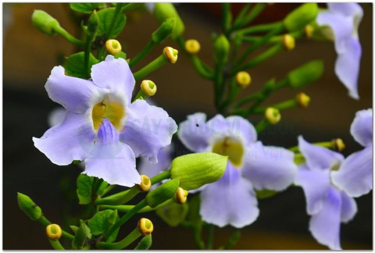 Bông báo còn gọi là bông xanh, đại hoa lão nha chủy, madia (Thunbergia grandiflora (Rottl. ct Willd.) Roxb)