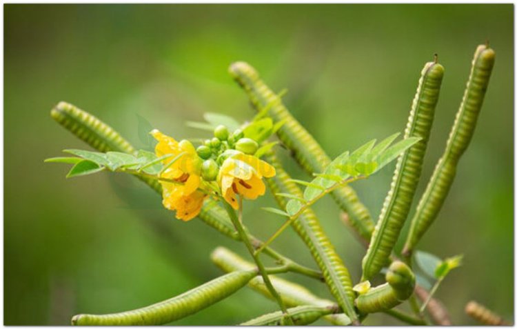 Vọng giang nam, cốt khí muồng, dương giác đậu, giang nam đậu, thạch quyết minh, sơn lục đậu, dã biển đậu (Cassia occidentalis L)