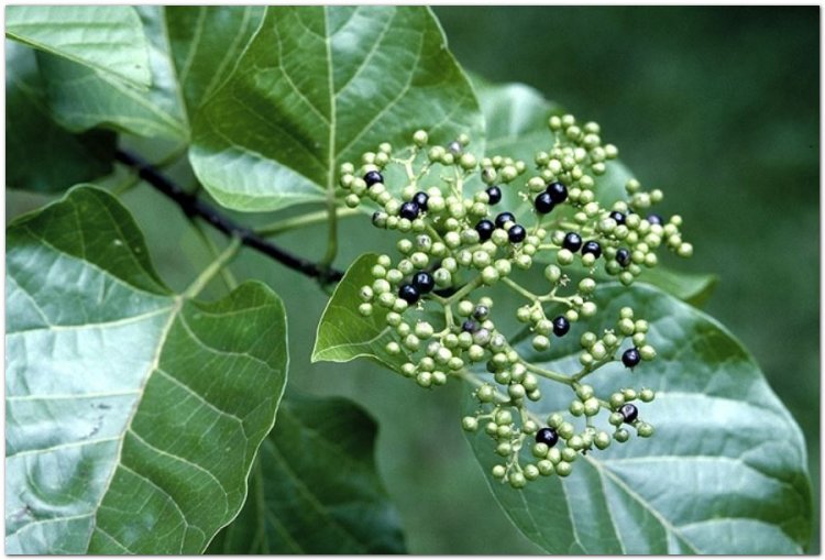 Vọng cách, bọng cách, cây cách (Premna integrifolia L. (Gumira littorea Rumph.))