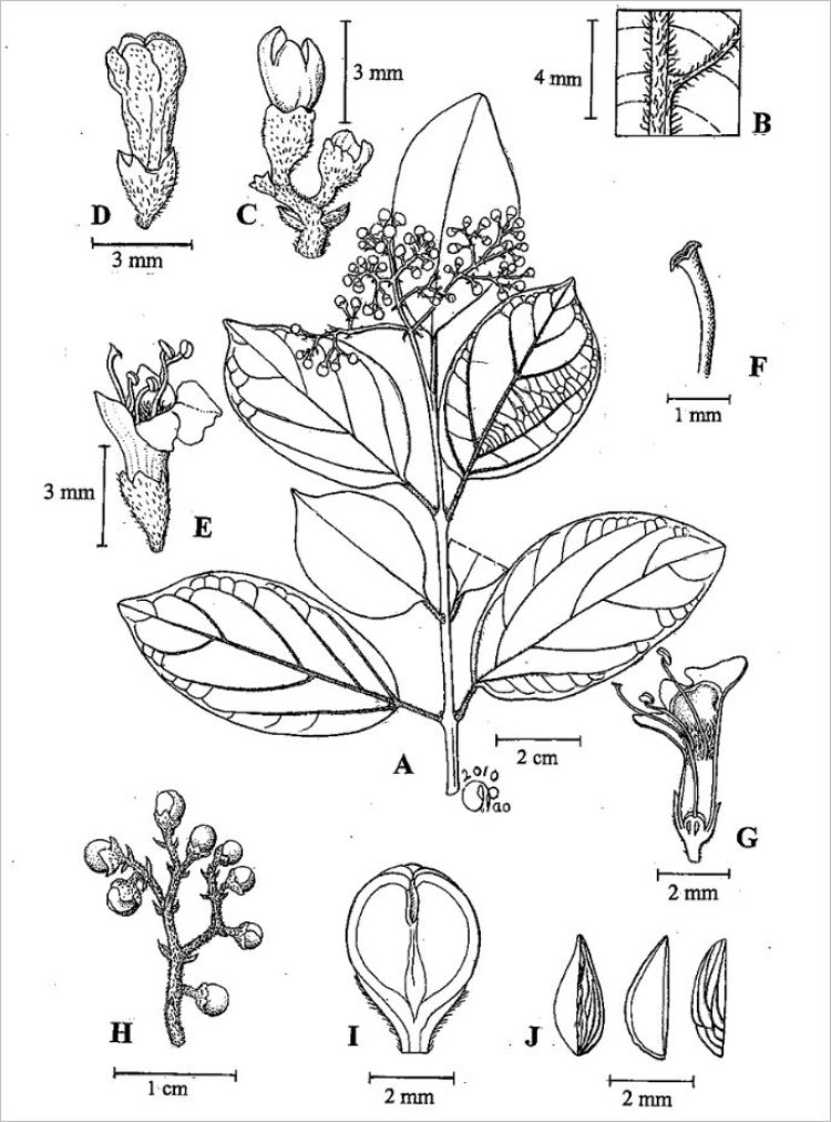 Vọng cách, bọng cách, cây cách (Premna integrifolia L. (Gumira littorea Rumph.))