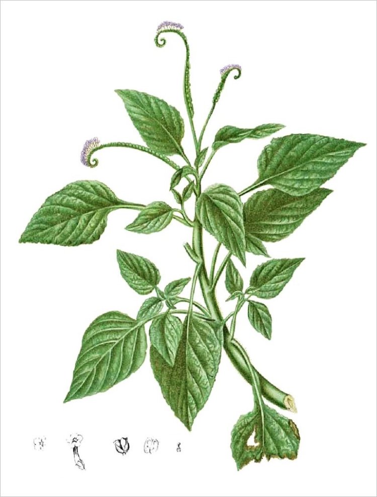 Vòi voi, cẩu vĩ trùng, đại vĩ đạo, promoi damrey xantui damrey (Heliotropium indicum L. (Heliotropium anisophyllum P. de B.))