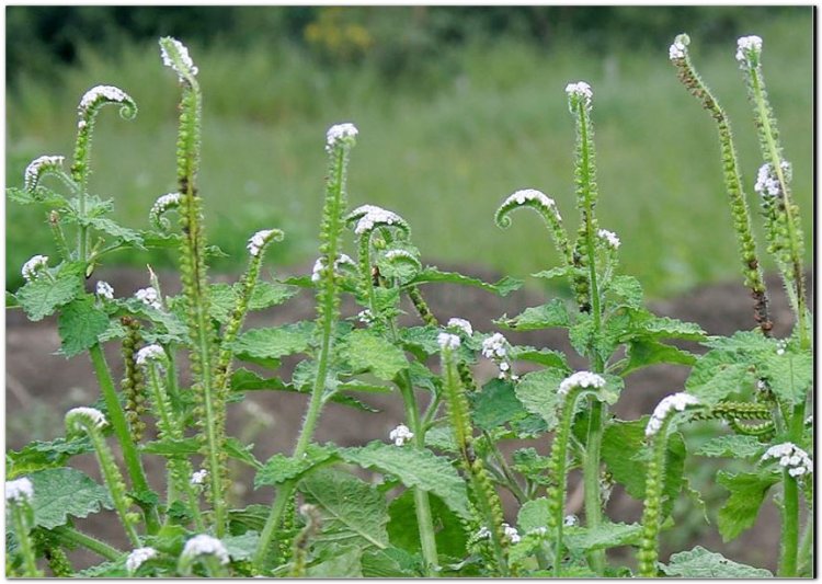 Vòi voi, cẩu vĩ trùng, đại vĩ đạo, promoi damrey xantui damrey (Heliotropium indicum L. (Heliotropium anisophyllum P. de B.))