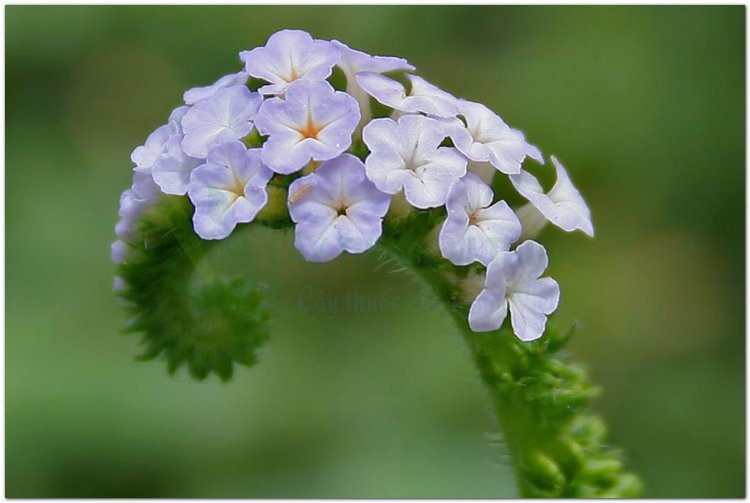 Vòi voi, cẩu vĩ trùng, đại vĩ đạo, promoi damrey xantui damrey (Heliotropium indicum L. (Heliotropium anisophyllum P. de B.))