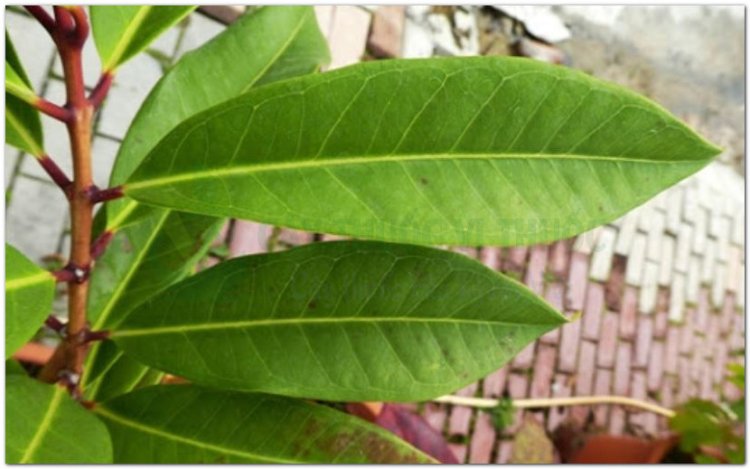 Cây Vối (Cleistocalyx operculatus (Roxb). Merr et Perry (Eugenia operculata Roxb., Syzygium nervosum DC.))