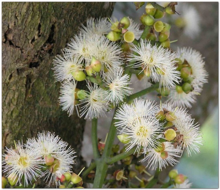 Cây Vối (Cleistocalyx operculatus (Roxb). Merr et Perry (Eugenia operculata Roxb., Syzygium nervosum DC.))