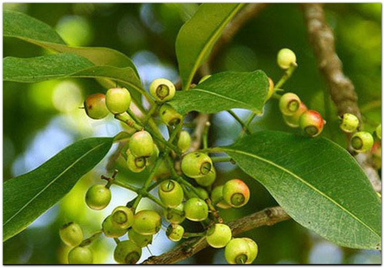 Cây Vối (Cleistocalyx operculatus (Roxb). Merr et Perry (Eugenia operculata Roxb., Syzygium nervosum DC.))