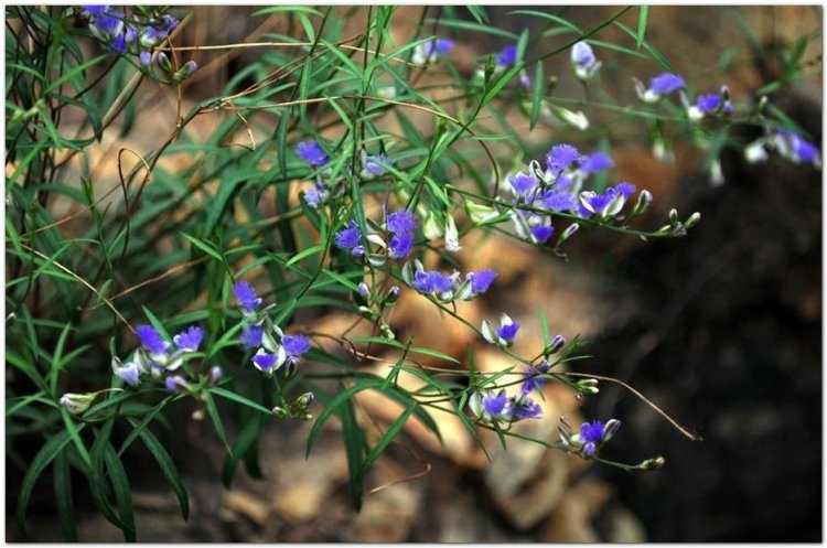 Viễn chí, tiểu thảo, nam viễn chí (Polygala sp)