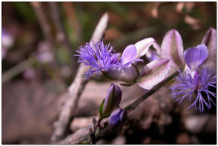 Viễn chí, tiểu thảo, nam viễn chí (Polygala sp)