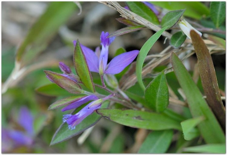 Viễn chí, tiểu thảo, nam viễn chí (Polygala sp)