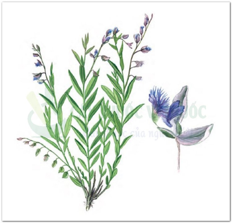 Viễn chí, tiểu thảo, nam viễn chí (Polygala sp)