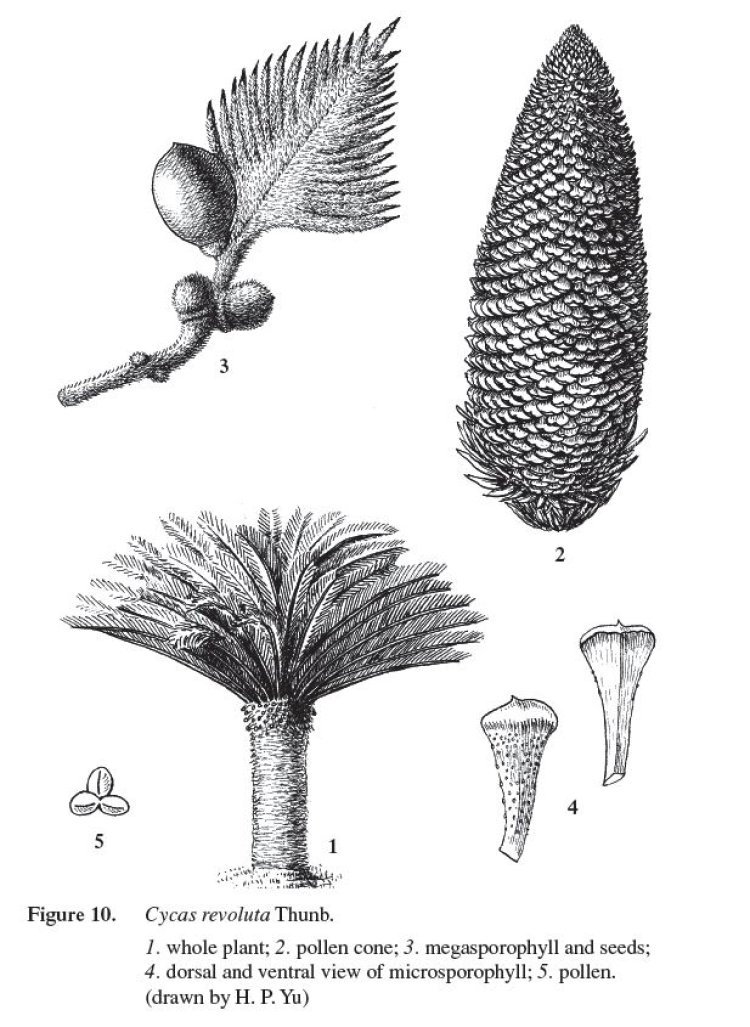 Vạn tuế, thiết thụ, phong mao tùng, phong mao tiêu (Cycas revoluta Thunb)