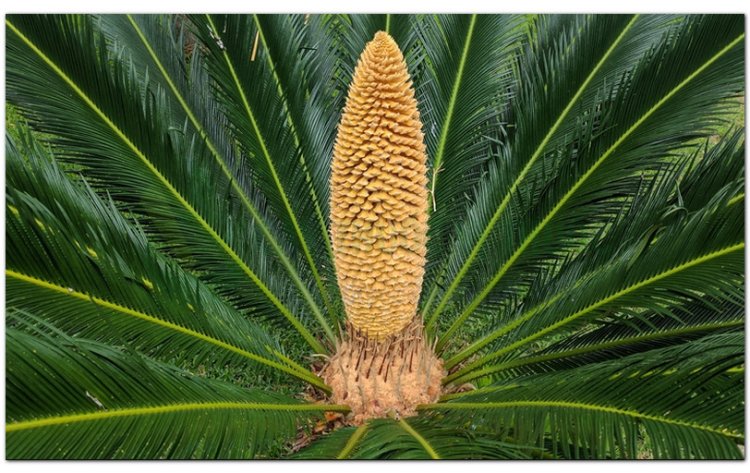 Vạn tuế, thiết thụ, phong mao tùng, phong mao tiêu (Cycas revoluta Thunb)