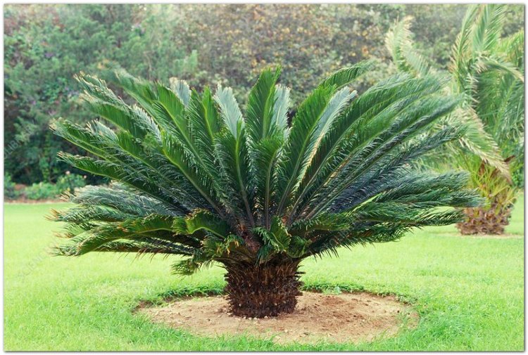 Vạn tuế, thiết thụ, phong mao tùng, phong mao tiêu (Cycas revoluta Thunb)