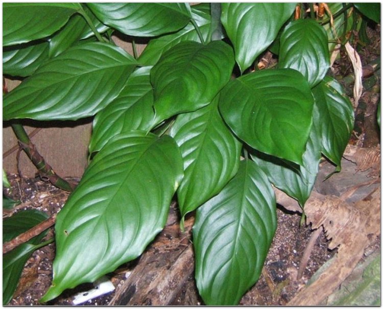 Vạn niên thanh Quảng Đông - Aglaonema modestum