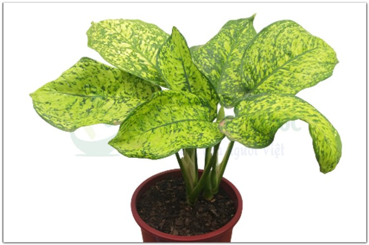 Vạn niên thanhCo vo dinh (Thổ), han phan (Lào), kom ponh (Campuchia) (Aglaonema siamense Engl)