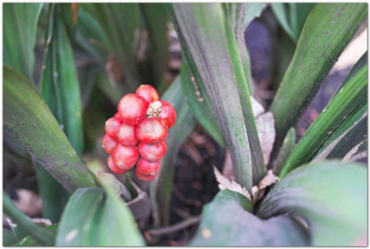 Vạn niên thanh, thiên niên vận, đông bất điêu thảo, cửu tiết liên (Rohdea japonica Roth)