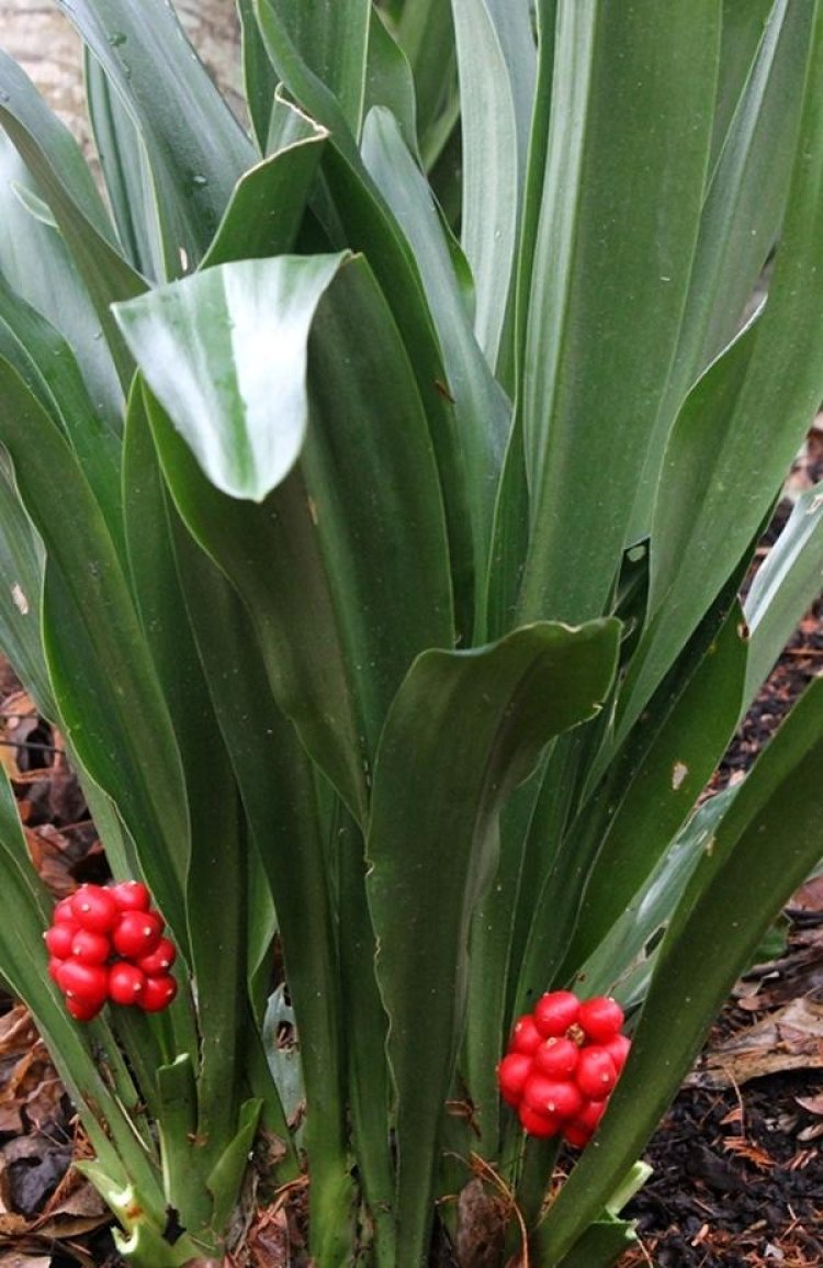 Vạn niên thanh, thiên niên vận, đông bất điêu thảo, cửu tiết liên (Rohdea japonica Roth)