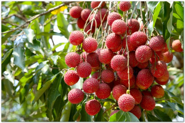 Vải, quả vải, lệ chi, phle kulen (Litchi sinensis Radik. (Nephelium litchi Cambess, Euphoria litchi Desf))