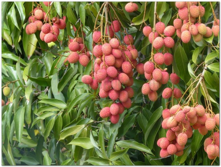 Vải, quả vải, lệ chi, phle kulen (Litchi sinensis Radik. (Nephelium litchi Cambess, Euphoria litchi Desf))