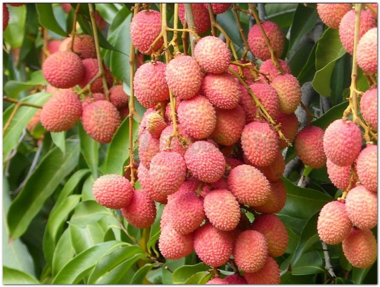 Vải, quả vải, lệ chi, phle kulen (Litchi sinensis Radik. (Nephelium litchi Cambess, Euphoria litchi Desf))