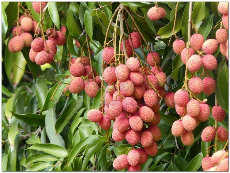 Vải, quả vải, lệ chi, phle kulen (Litchi sinensis Radik. (Nephelium litchi Cambess, Euphoria litchi Desf))