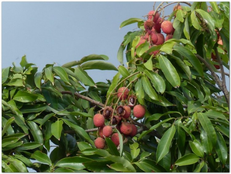 Vải, quả vải, lệ chi, phle kulen (Litchi sinensis Radik. (Nephelium litchi Cambess, Euphoria litchi Desf))