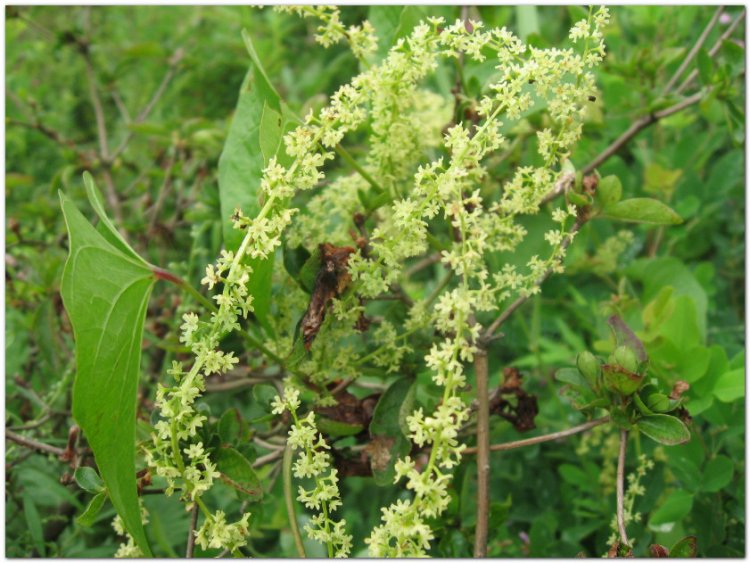 Tỳ giải, xuyên tỳ giải, tất giã, phấn tỳ giải (Dioscorea tokoro Makino)