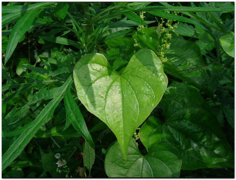 Tỳ giải, xuyên tỳ giải, tất giã, phấn tỳ giải (Dioscorea tokoro Makino)