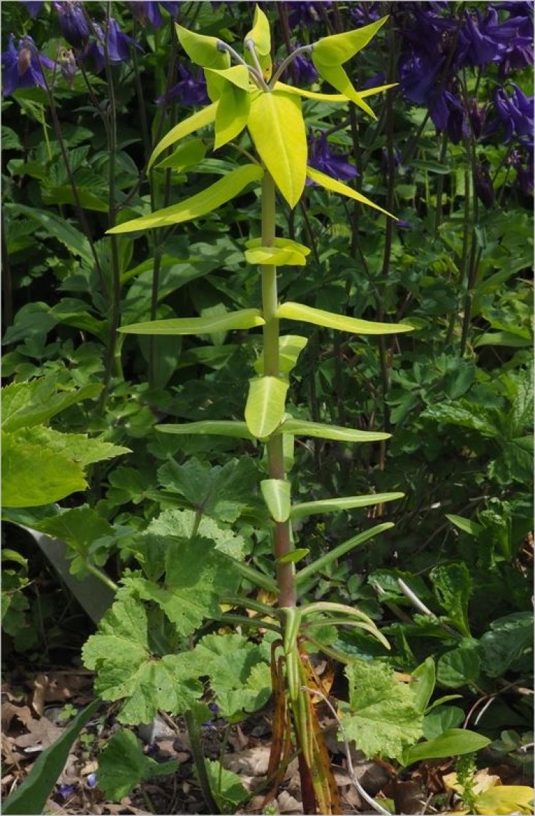 Tục tùy tử, Thiên kim tử (Euphorbia lathyris L)