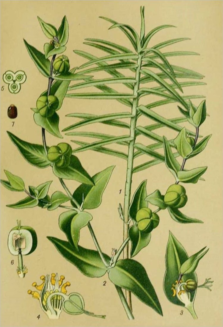 Tục tùy tử, Thiên kim tử (Euphorbia lathyris L)