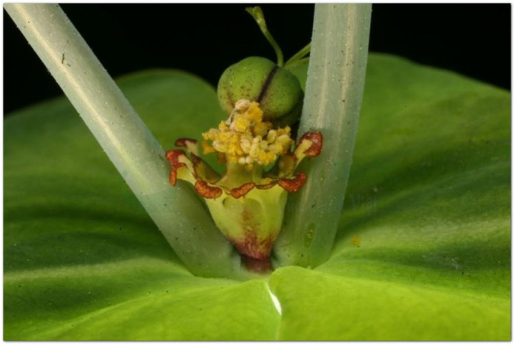 Tục tùy tử, Thiên kim tử (Euphorbia lathyris L)