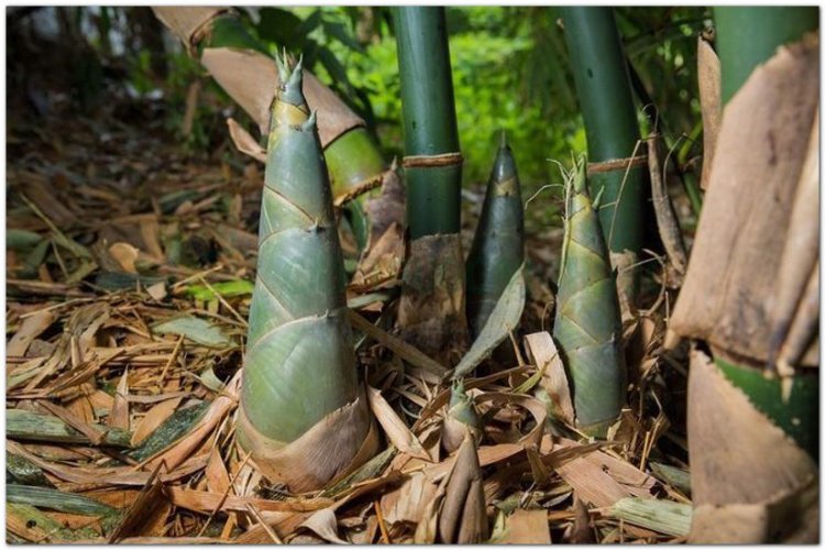 Trúc nhự, trúc nhị thanh, đạm trúc nhự (Caulis Bambusae in Taeniis)