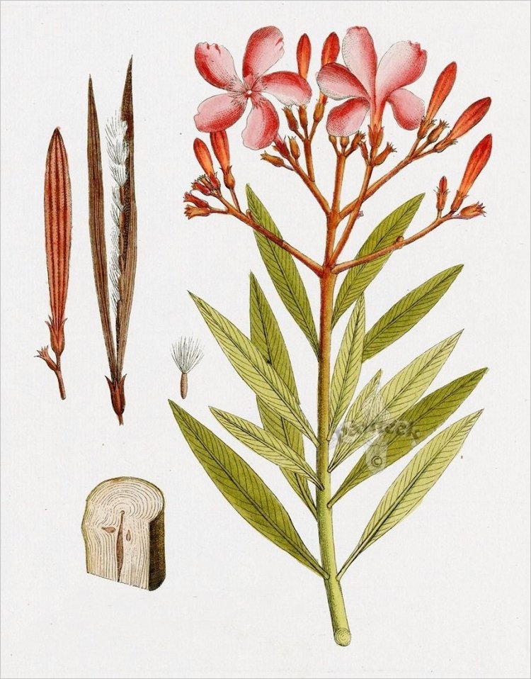 Trúc đào, đào lê, giáp trúc đào, laurier rose (Nerium oleander L. (Nerium laurifolium Lamk.))