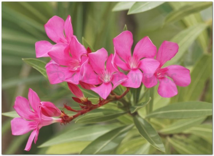 Trúc đào, đào lê, giáp trúc đào, laurier rose (Nerium oleander L. (Nerium laurifolium Lamk.))