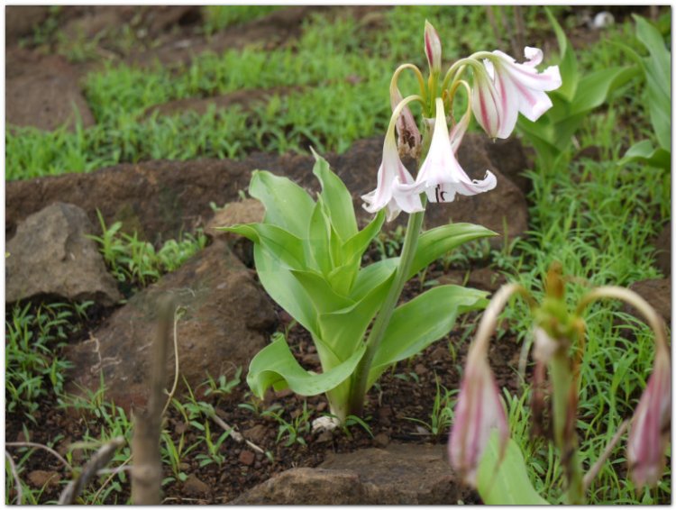 Trinh nữ hoàng cung, hoàng cung trinh nữ, tây nam văn châu lan, thập bát học sĩ, tỏi Thái Lan (Crinum latifolium L)