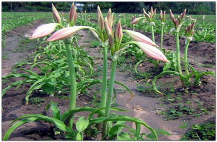 Trinh nữ hoàng cung, hoàng cung trinh nữ, tây nam văn châu lan, thập bát học sĩ, tỏi Thái Lan (Crinum latifolium L)