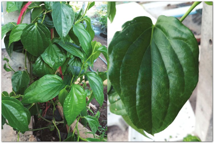 Trầu không, trầu, thược tương, mô-lu (Campuchia), hruè êhang (Buôn Mê Thuột) (Piper betle L. (Piper siriboa L.))