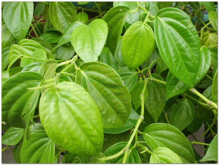 Trầu không, trầu, thược tương, mô-lu (Campuchia), hruè êhang (Buôn Mê Thuột) (Piper betle L. (Piper siriboa L.))