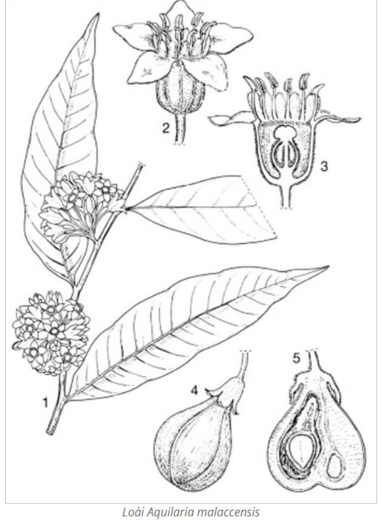 Trầm hương, kỳ nam, trà hương, gió bầu, bois d’aigle, bois d’aloes (Aquilaria agallocha Roxb. (A. crassna Pierre))