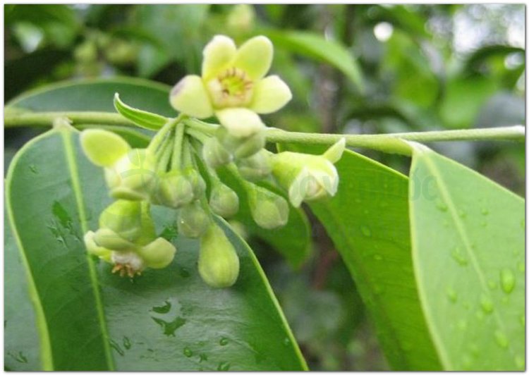 Trầm hương, kỳ nam, trà hương, gió bầu, bois d’aigle, bois d’aloes (Aquilaria agallocha Roxb. (A. crassna Pierre))