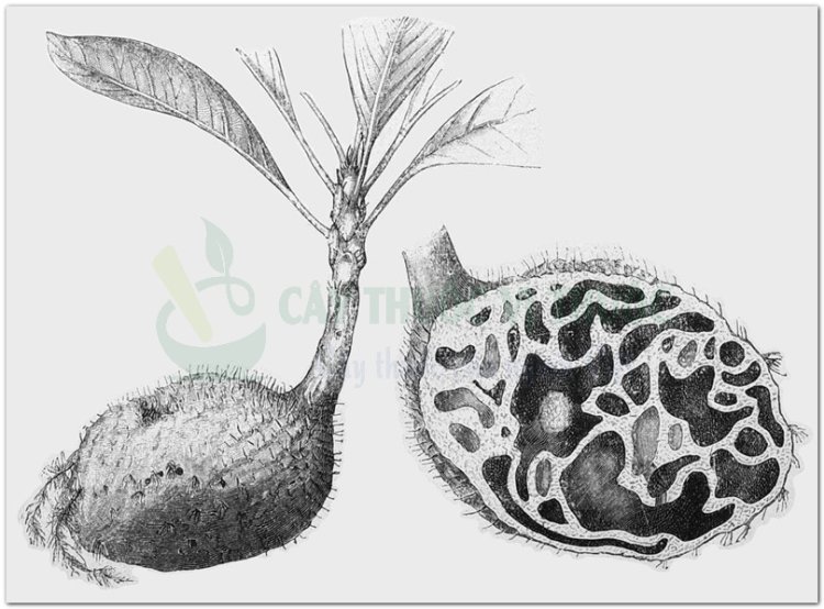 Kiến kỳ nam, trái bí kỳ nam, kỳ nam kiến, ổ kiến, kỳ nam gai (Hydnophytum formicarum Jack, (lá rộng), Myrmecodia armata DC. (lá hẹp))