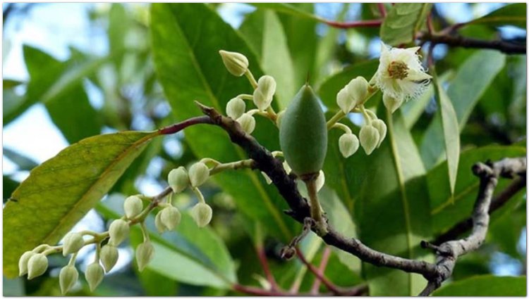 Trám, cảm lãm, trám trắng, cà na, thanh quả, đêm ta lát (Campuchia) (Canarium album (Lour) Raeusch (Canarium sinensis Rumph, Pimela alba Lour.))